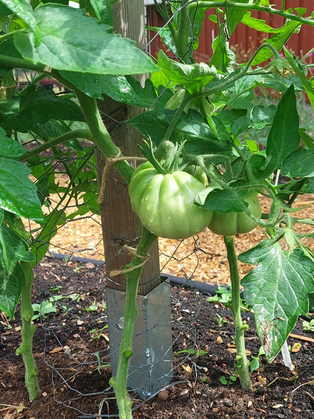 Omogen och grön, men ganska stor, ribbad tomat på planta.