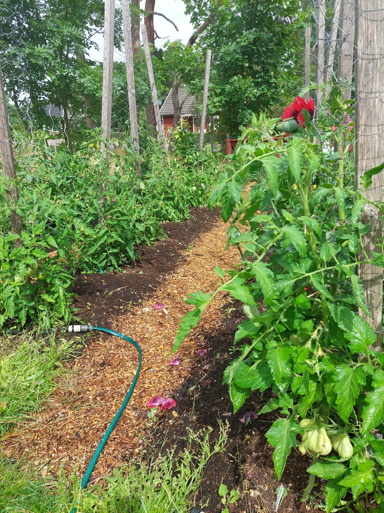 Två odlingsbäddar med högväxande tomatplantor, uppbundna mot stolpar.