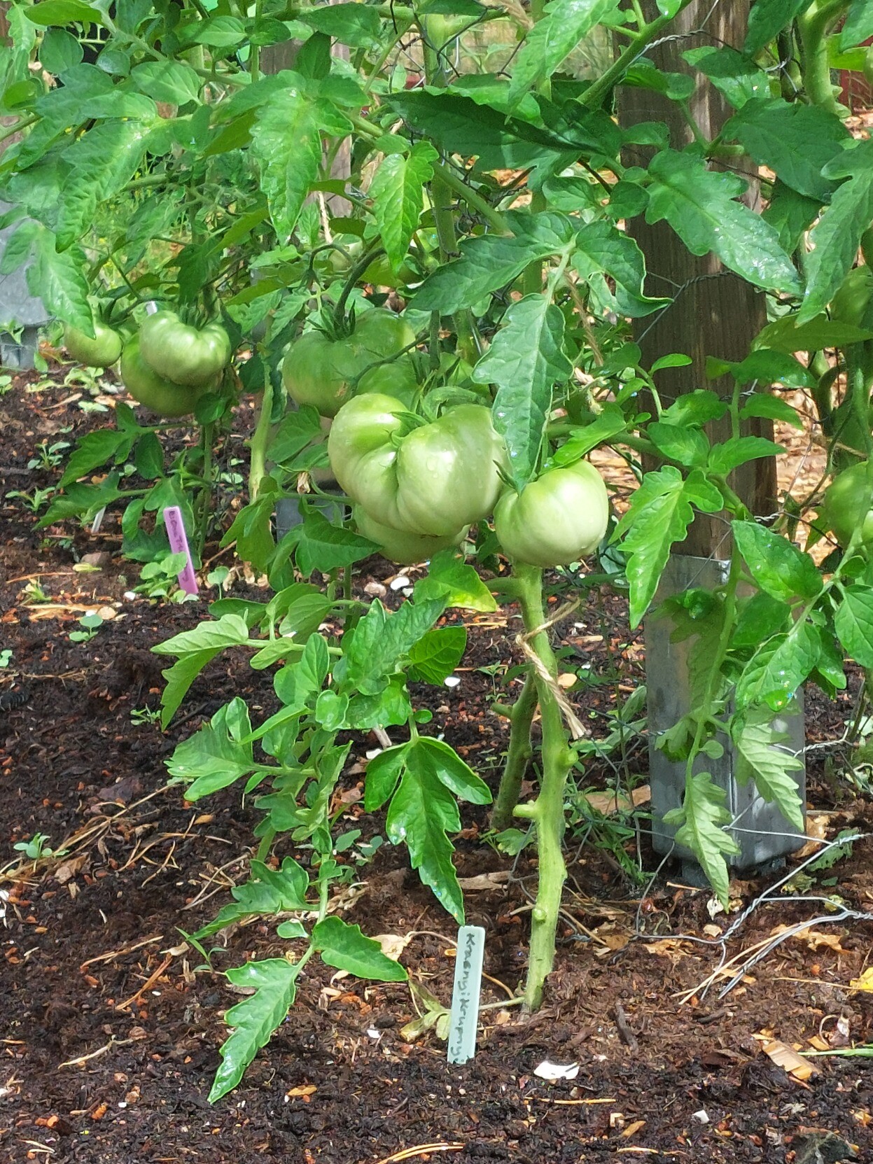Några gröna, omogna tomater på planta.