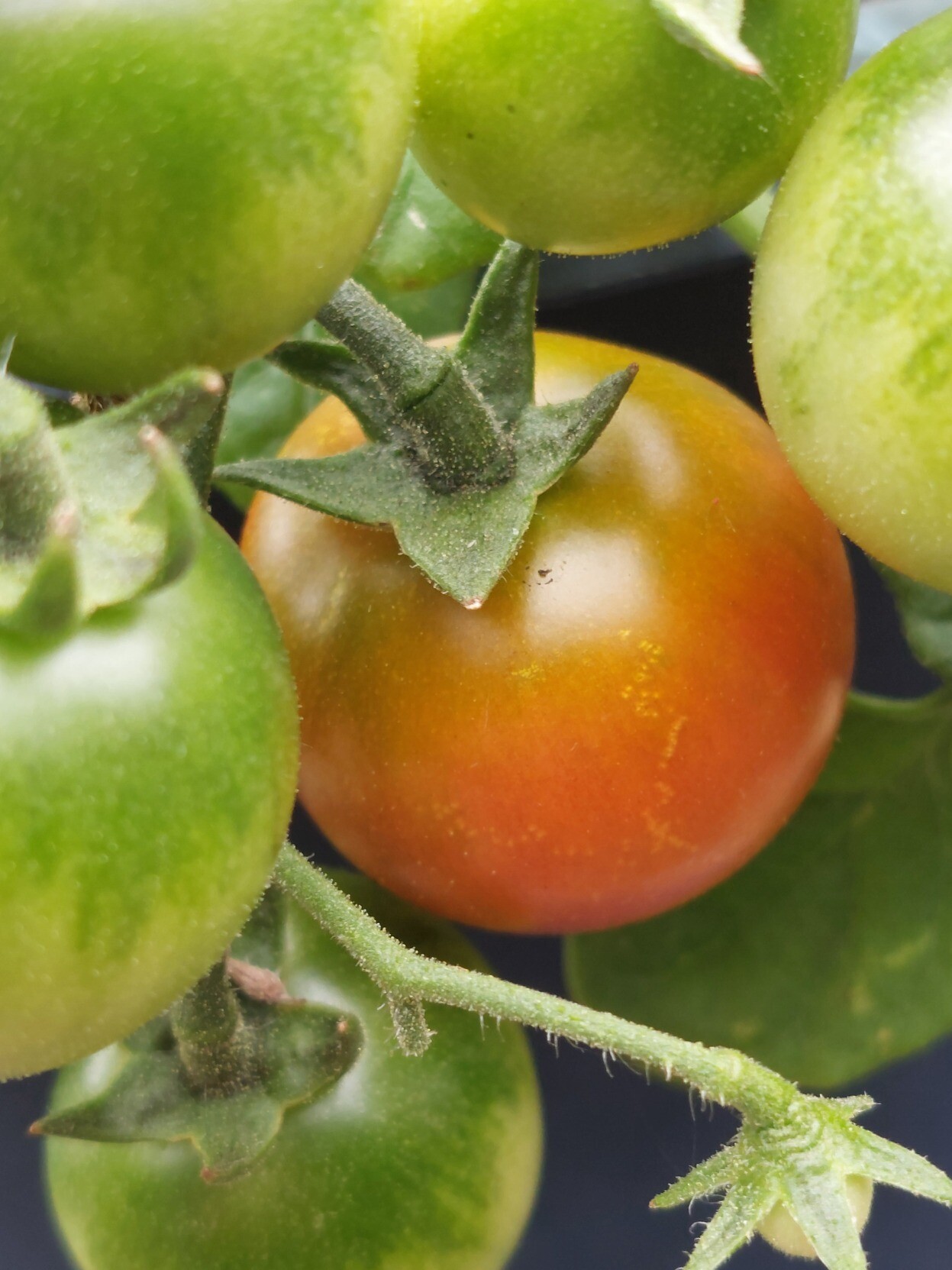 En liten orangeröd, nästan mogen tomat på planta i kruka.