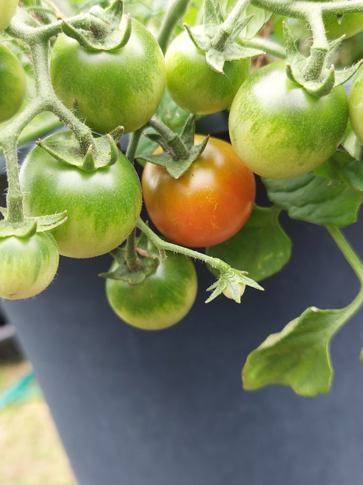 En liten orangeröd, nästan mogen tomat bland många gröna, omogna.