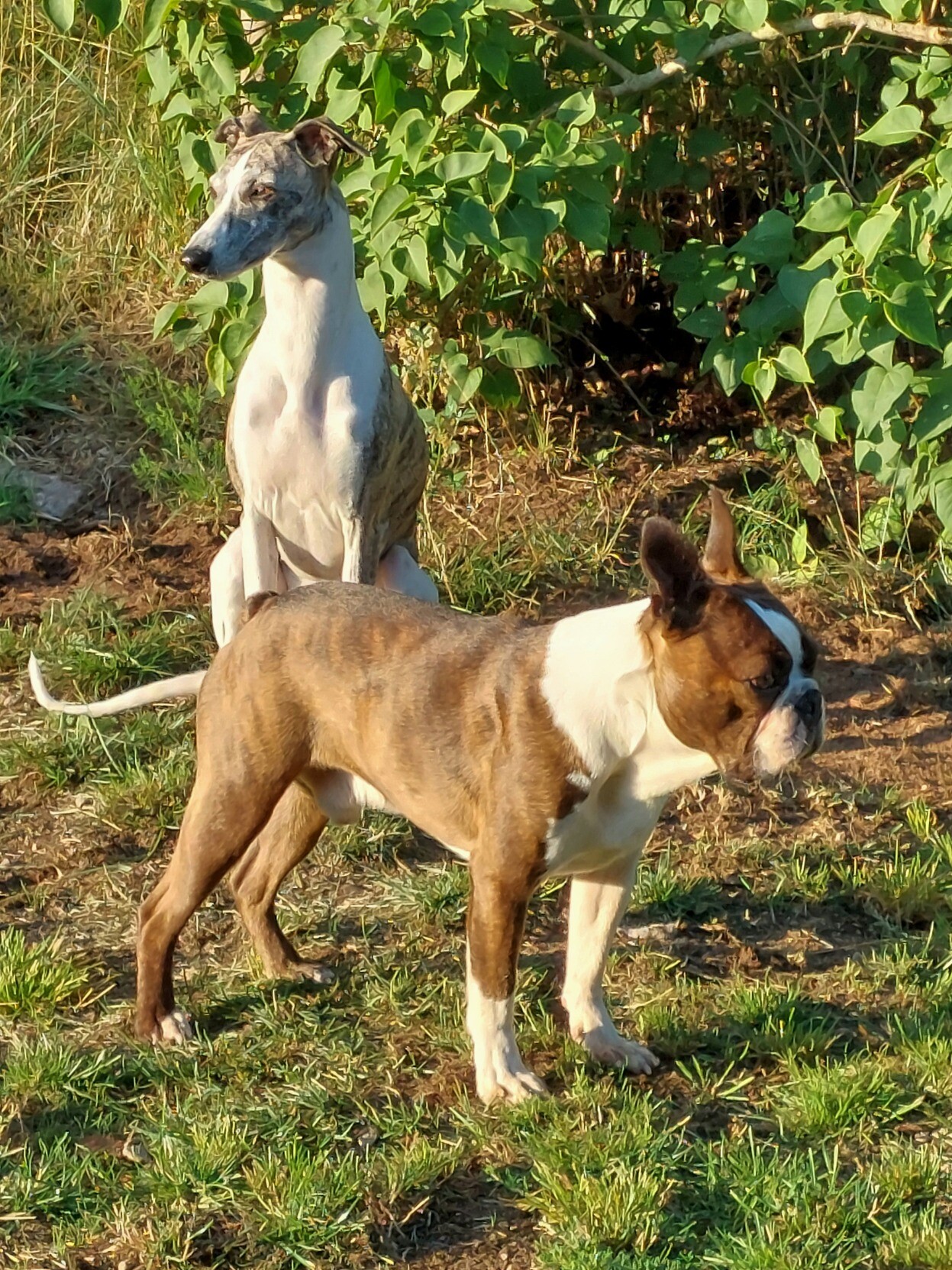 Whippeten Molly (vit/bridle) sittande och bostonterriern Charlie (bruntigrerad), stående framför i morgonsol.